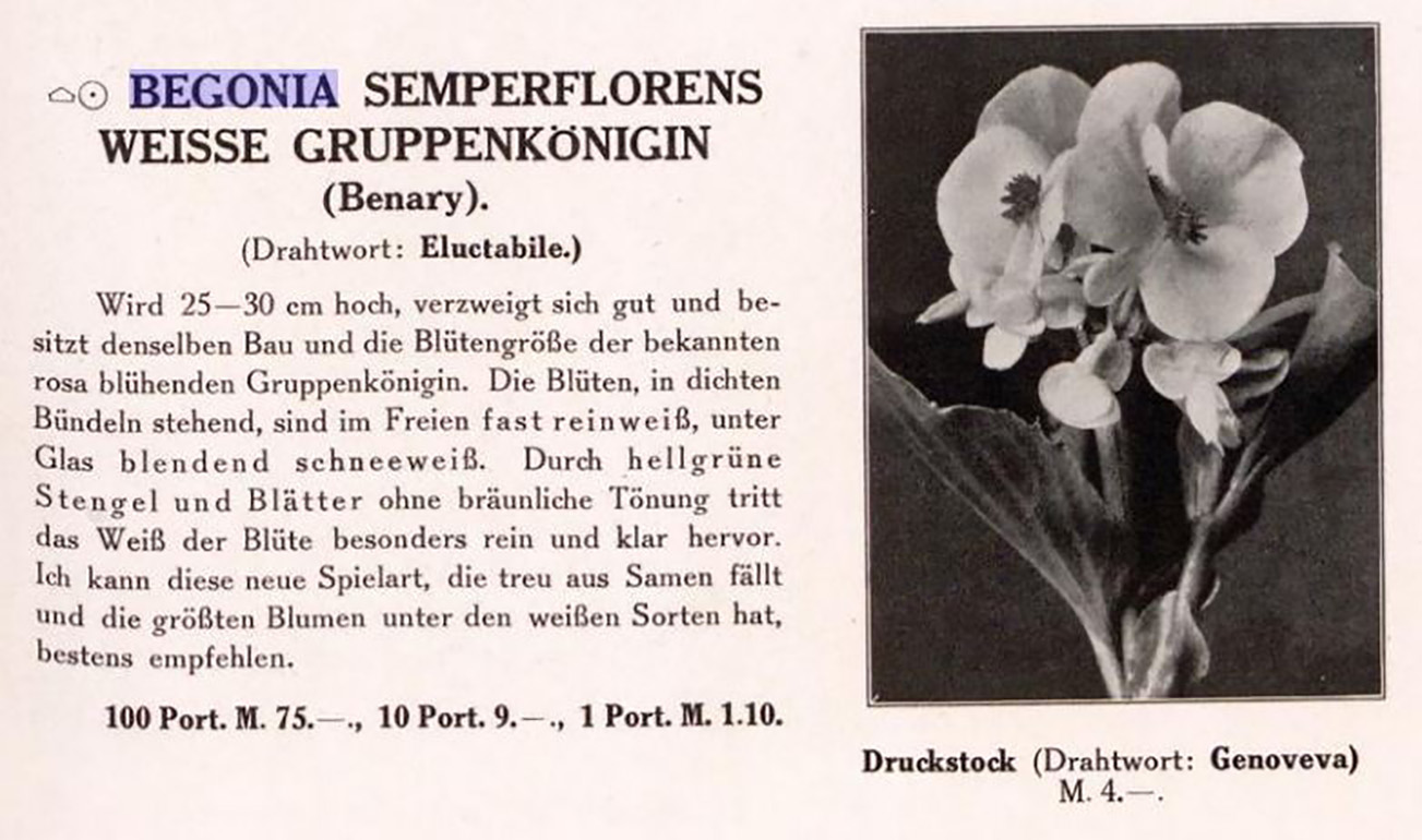 B. ‘Weisse Gruppenkonigin’